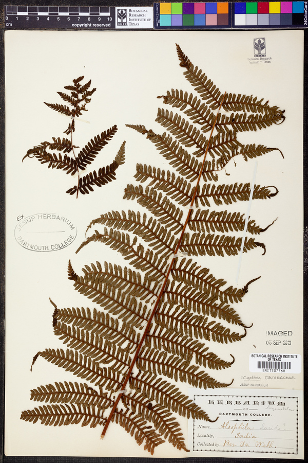 Cyathea lurida image