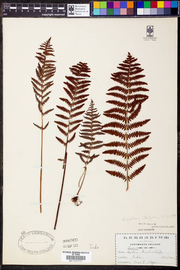 Dryopteris thelypteris image