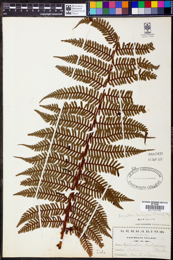 Dryopteris barbigera image