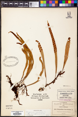 Polypodium lanceolatum var. trichophorum image