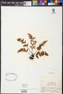 Cheilanthes pteridioides image