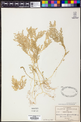 Selaginella galeottii image