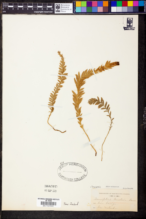 Tmesipteris norfolkensis image