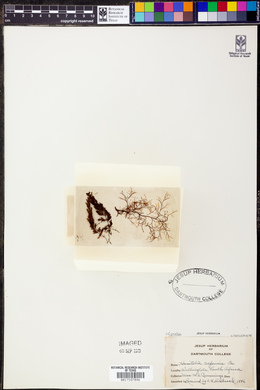 Alsophila crenulata image
