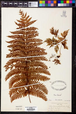 Todea hymenophylloides image