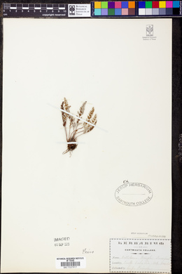 Notholaena greggii image