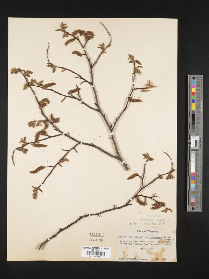 Carpinus caroliniana var. virginiana image