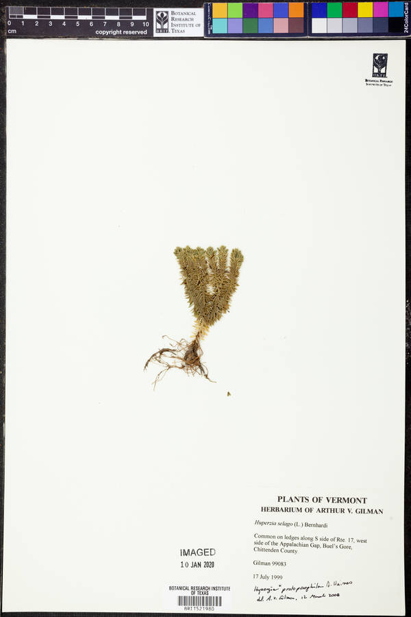 Huperzia protoporophila image