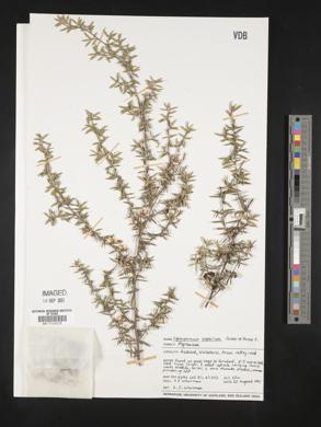 Leptospermum scoparium image