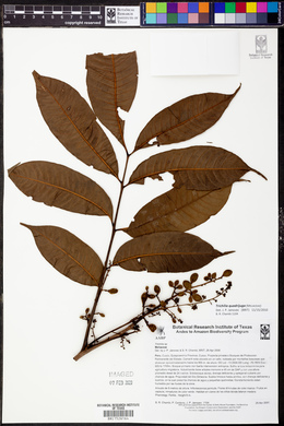 Trichilia quadrijuga image