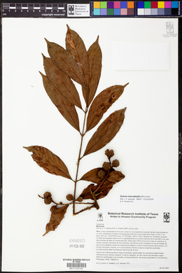 Guarea macrophylla image
