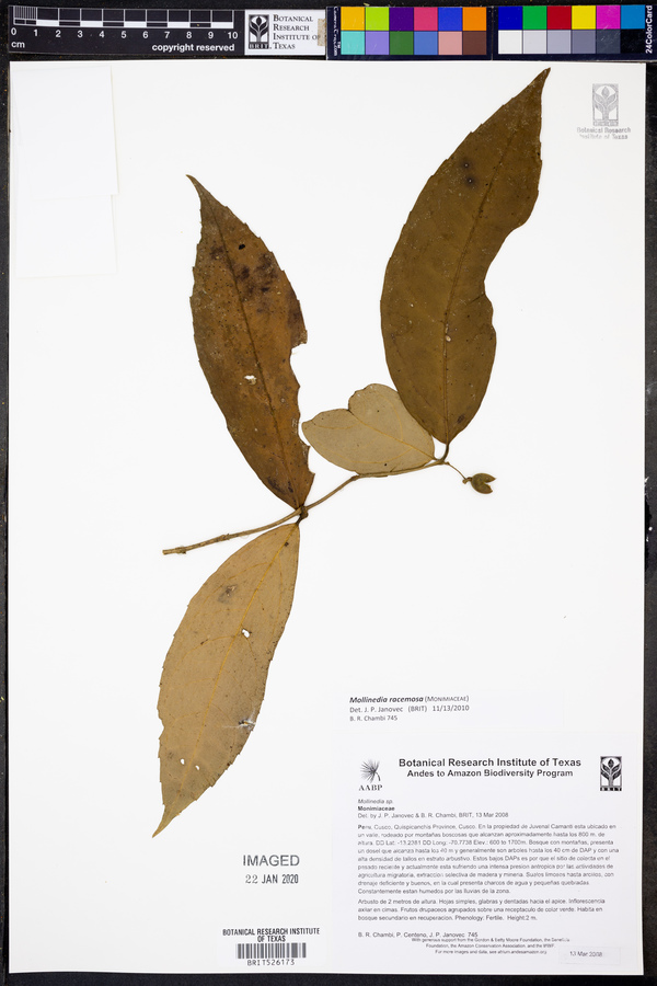 Mollinedia lanceolata image