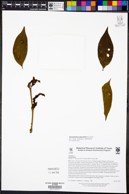 Phoradendron piperoides image