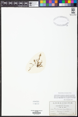 Crepidomanes schmidianum image