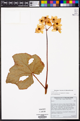 Begonia nemoralis image