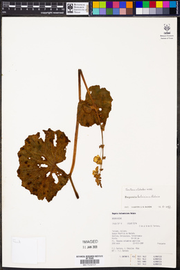 Begonia balmisiana image