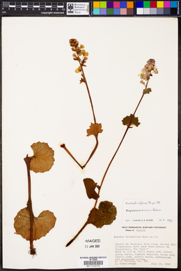 Begonia balmisiana image