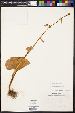 Begonia balmisiana image