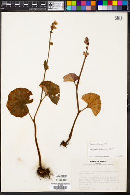 Begonia balmisiana image