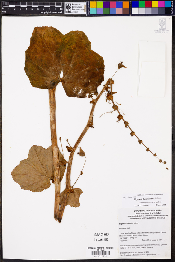 Begonia balmisiana image