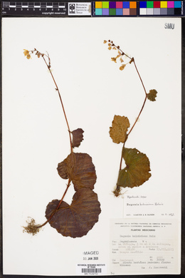 Begonia balmisiana image