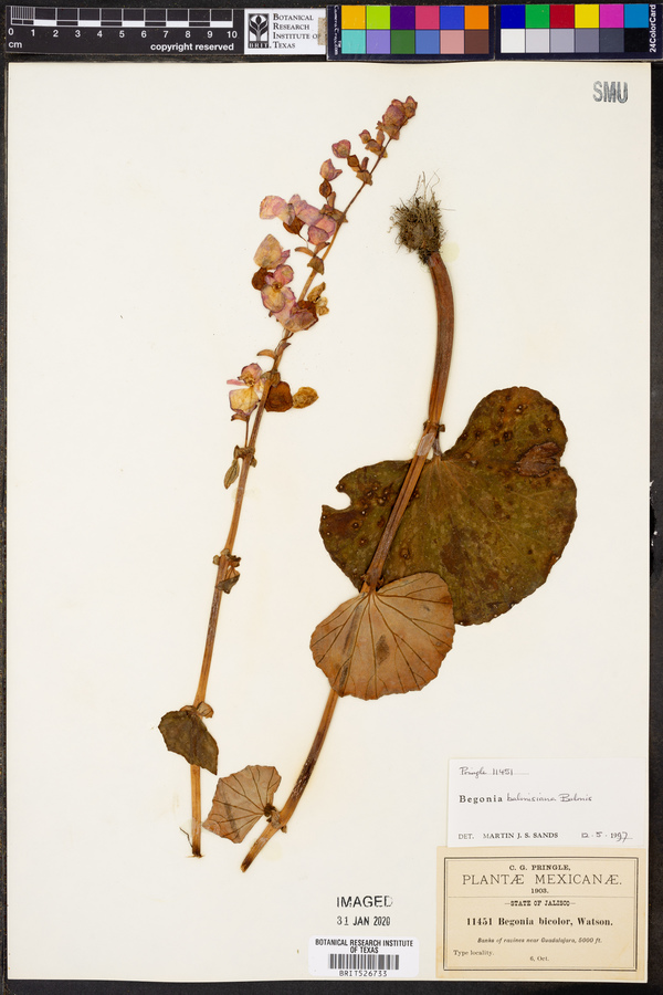 Begonia balmisiana image