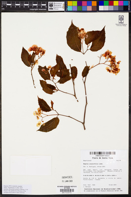 Begonia carpinifolia image