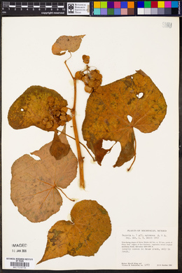 Begonia extranea image