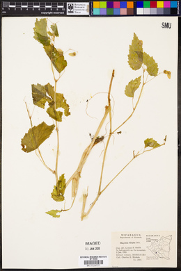 Begonia hirsuta image