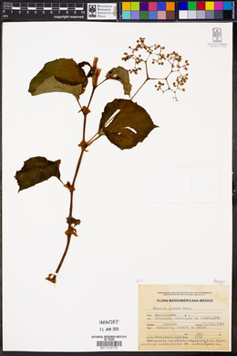 Begonia glabra image