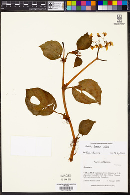 Begonia glabra image