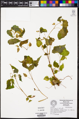 Begonia gracilis image