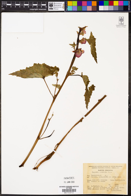 Begonia gracilis image