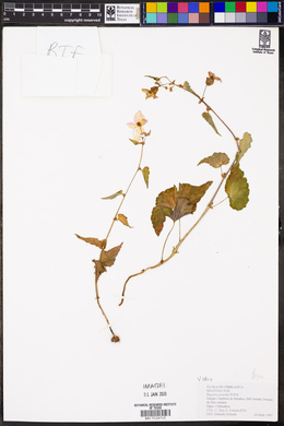 Begonia gracilis image