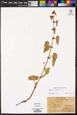 Begonia gracilis image