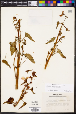 Begonia gracilis image