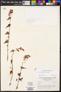 Begonia gracilis image