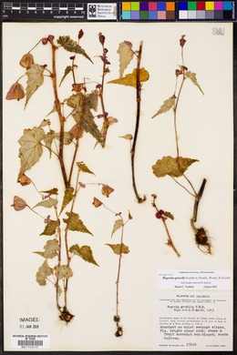 Begonia gracilis image