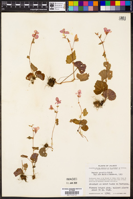 Begonia gracilis image