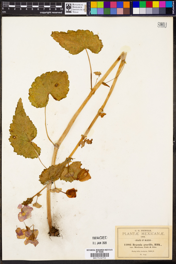 Begonia gracilis var. martiana image