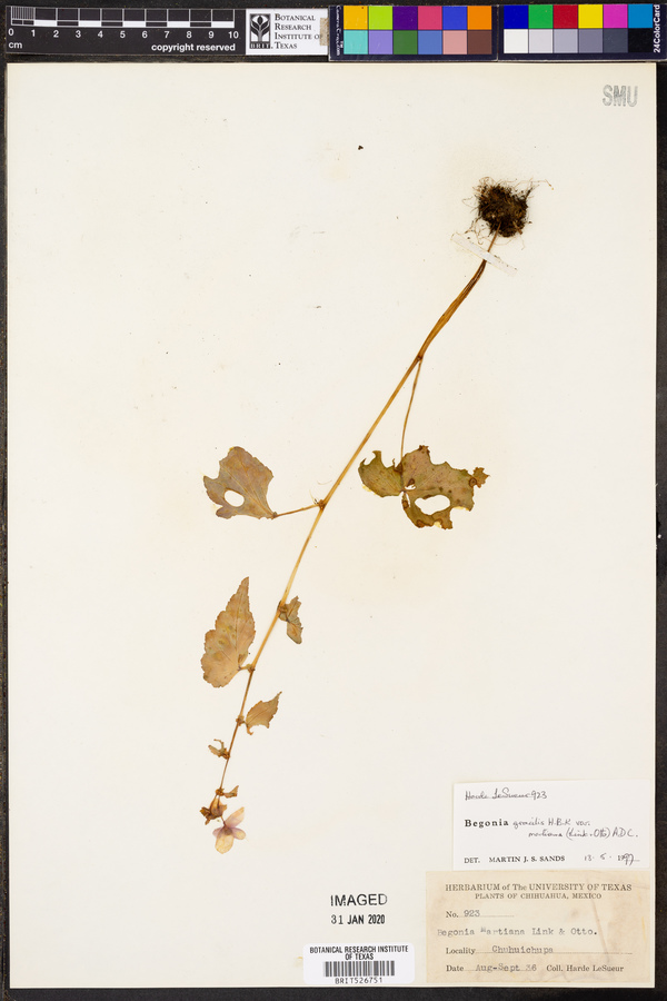 Begonia gracilis var. martiana image