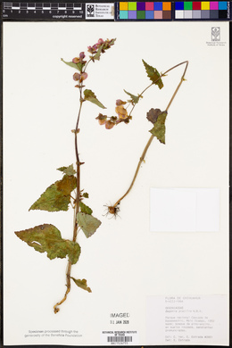 Begonia gracilis image