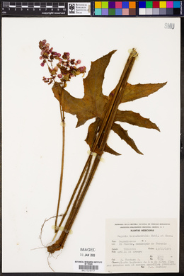 Begonia heracleifolia image