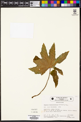 Begonia heracleifolia image