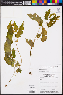 Begonia hirsuta image