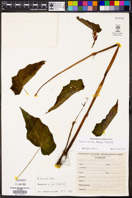 Begonia incarnata image