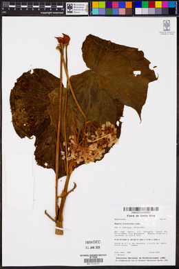 Begonia involucrata image