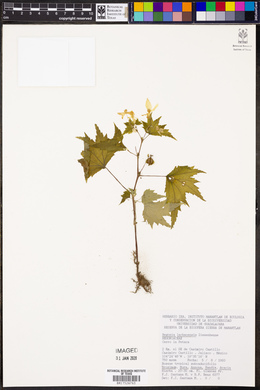 Begonia lachaoensis image