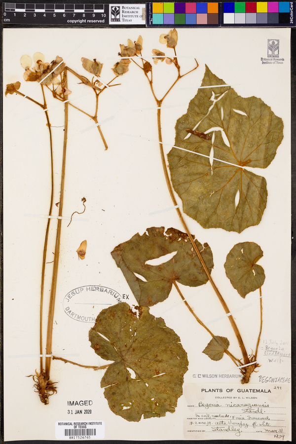 Begonia lindleyana image