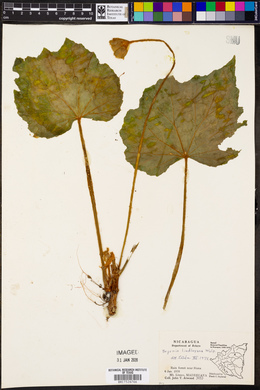 Begonia lindleyana image